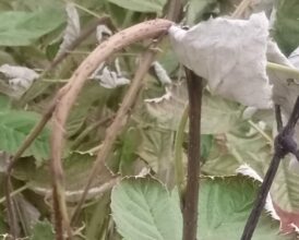 La canicule du week-end dernier a brûlé les cultures dans le Souss-Massa