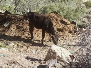 Séisme. Reconstituer le capital de production animale, pas une mince affaire