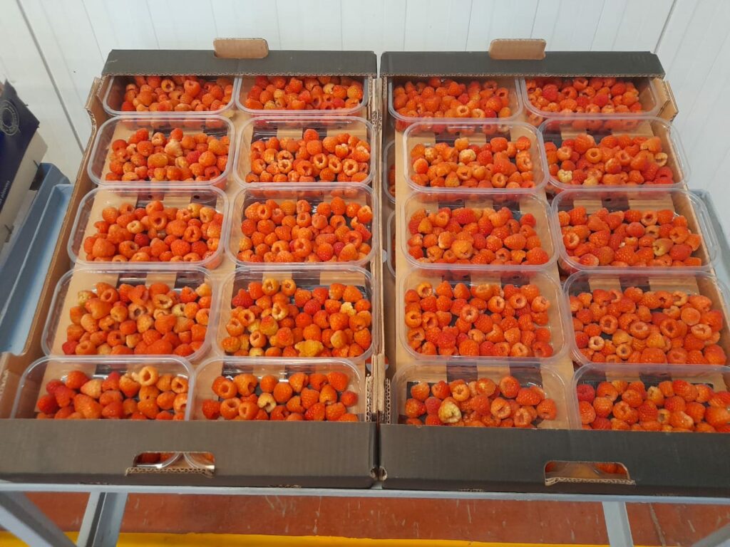 Reportage. Comment Morocco Foodex séduit les importateurs européens de fruits et légumes