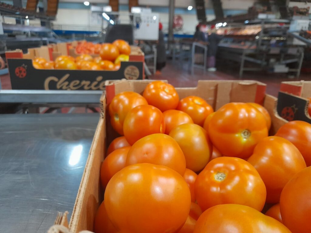 Reportage. Comment Morocco Foodex séduit les importateurs européens de fruits et légumes