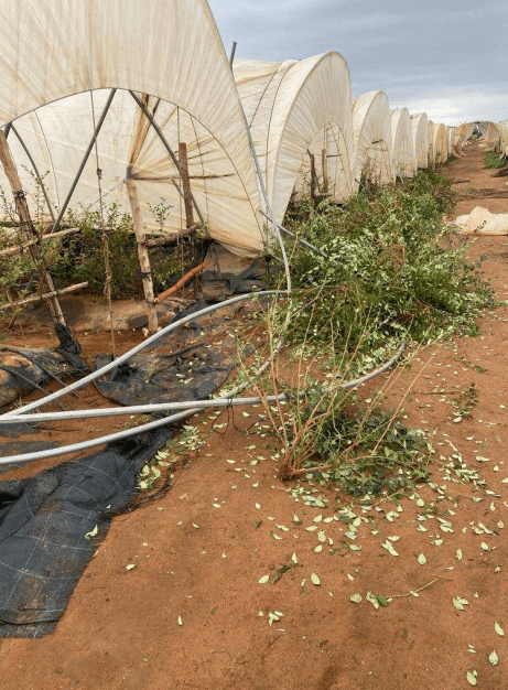 Gharb-Loukkos : 20% de la production de framboises endommagés par la tempête du 22 octobre