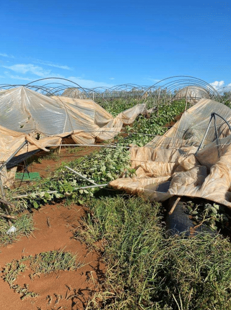 Gharb-Loukkos : 20% de la production de framboises endommagés par la tempête du 22 octobre