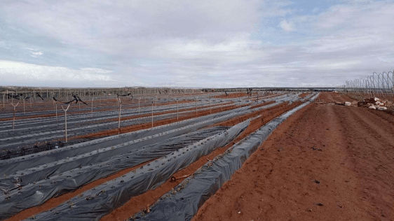Gharb-Loukkos : 20% de la production de framboises endommagés par la tempête du 22 octobre