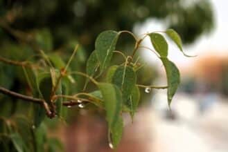 Temps stable durant les quatre prochains jours, pluies éparses à partir du vendredi 19 avril