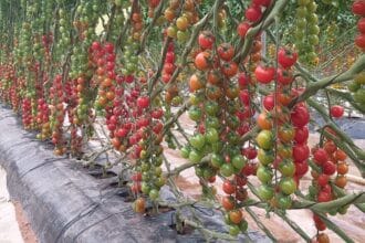 Forte hausse des prix de la tomate au Maroc : les explications de la profession