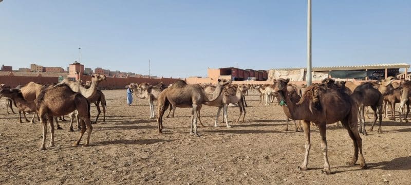 Guelmim. Les portes ouvertes vers la magie du désert