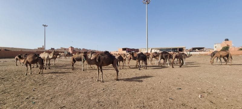 Guelmim. Les portes ouvertes vers la magie du désert