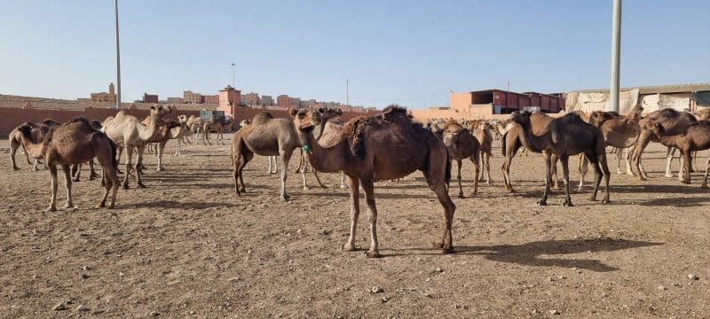 Guelmim. Les portes ouvertes vers la magie du désert