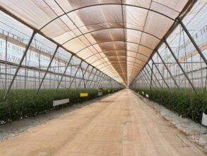 Tomates : une société néerlandaise va lancer un projet de serre canarienne à Agadir