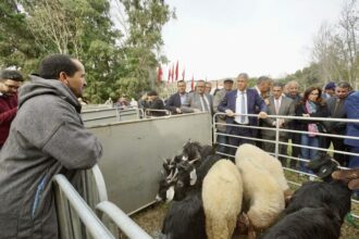 Distribution de 25.000 têtes d’ovins et caprins dans les zones sinistrées à Taroudant