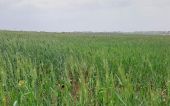 Une production céréalière de 30 à 33 millions de quintaux cette année (Sadiki)