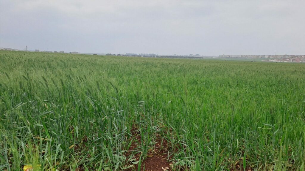 Campagne céréalière : des pluies salvatrices, mais un verdict attendu en février-mars