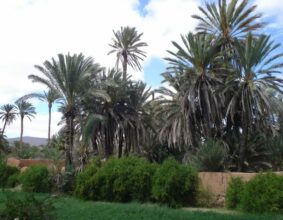 À Guelmim, sur la voie royale des oasis
