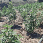 Droit d'importation de 200% sur le cannabis : les raisons derrière cet amendement et les produits concernés