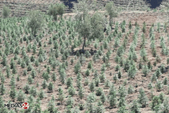 Cannabis : 150 nouveaux écotypes identifiés pour la Beldya au Maroc