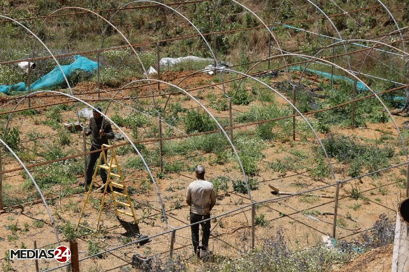 Reportage. Au cœur de Biocannat, l’usine de transformation de cannabis légal