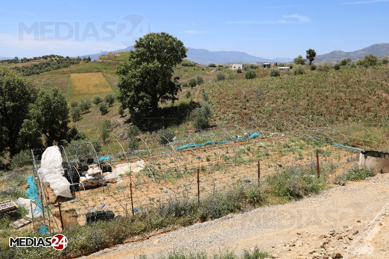Reportage. Au cœur de Biocannat, l’usine de transformation de cannabis légal