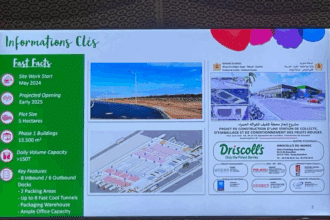 Driscoll’s Maroc lance la construction d’une station de conditionnement des fruits rouges à Larache