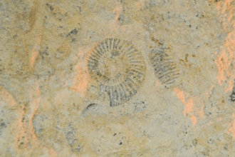 Le Maroc récupère au Chili 117 fossiles rares datant de 400 millions d'années