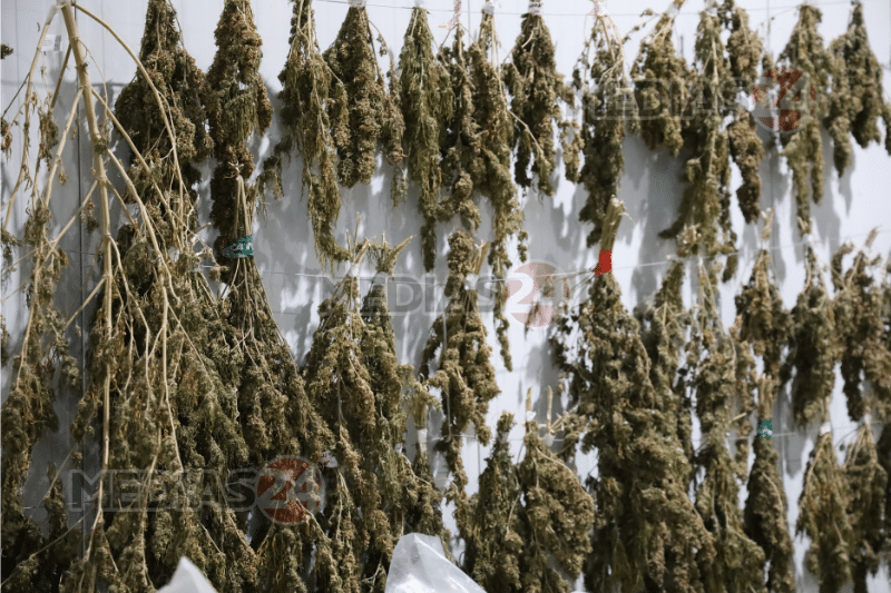 Reportage. Au cœur de Biocannat, l’usine de transformation de cannabis légal