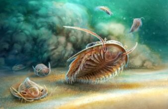 Découverte de fossiles marins datant de 515 millions d’années dans des dépôts volcaniques dans le Souss