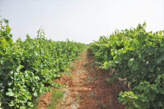 Bientôt, une cartographie de la culture de la vigne dans la région de Casablanca-Settat