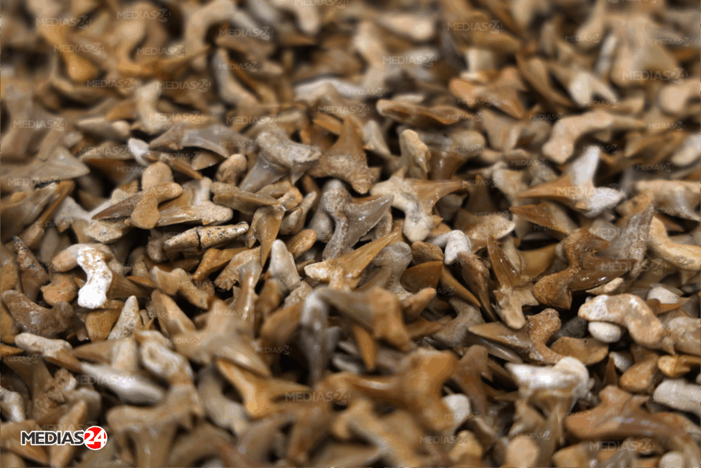 Fossiles. Serait-il possible de valoriser ce commerce au Maroc ?