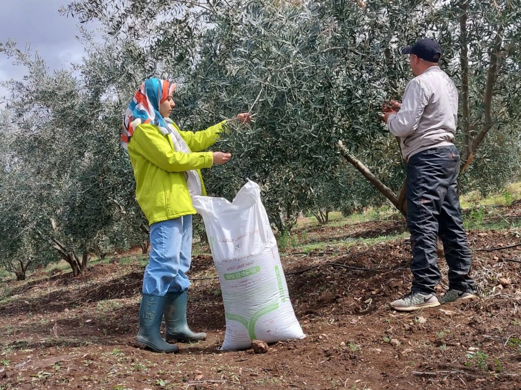 Oléiculture. Bilan de la campagne et du programme Al Moutmir