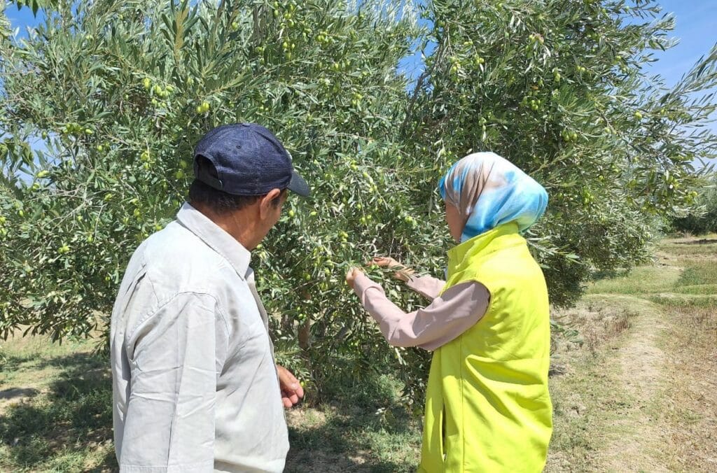 Oléiculture. Bilan de la campagne et du programme Al Moutmir