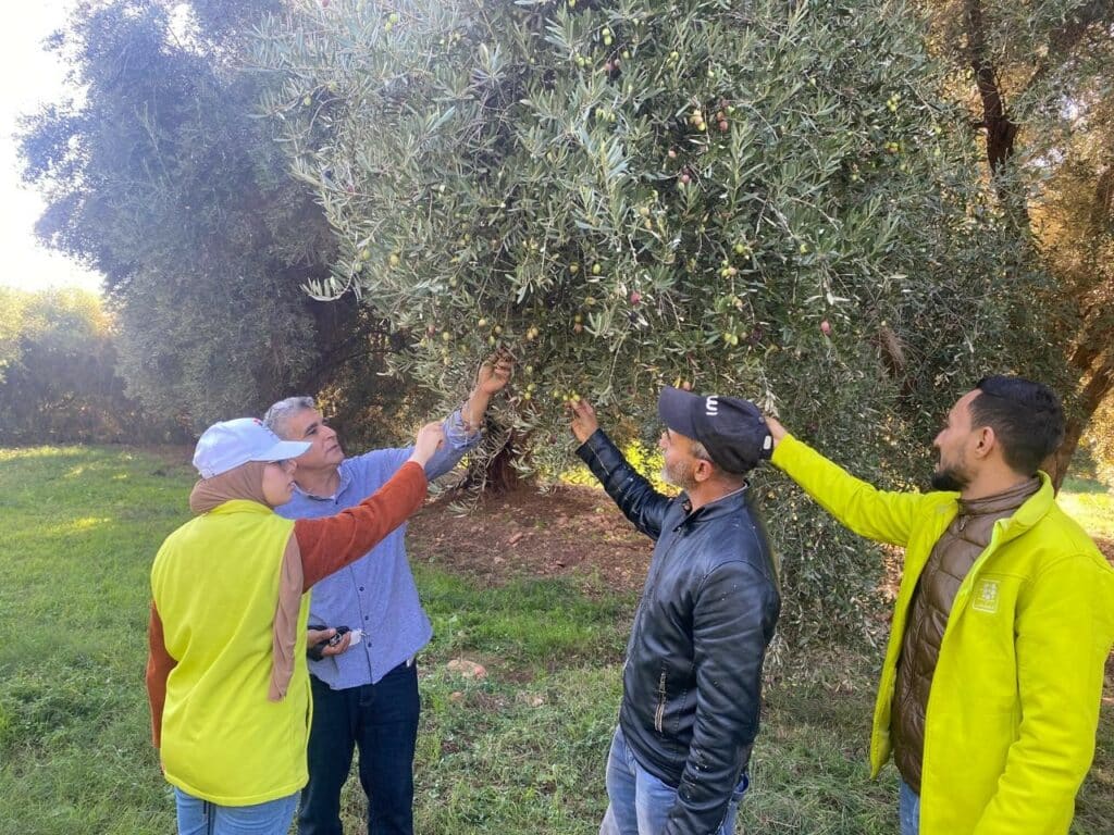 Oléiculture. Bilan de la campagne et du programme Al Moutmir