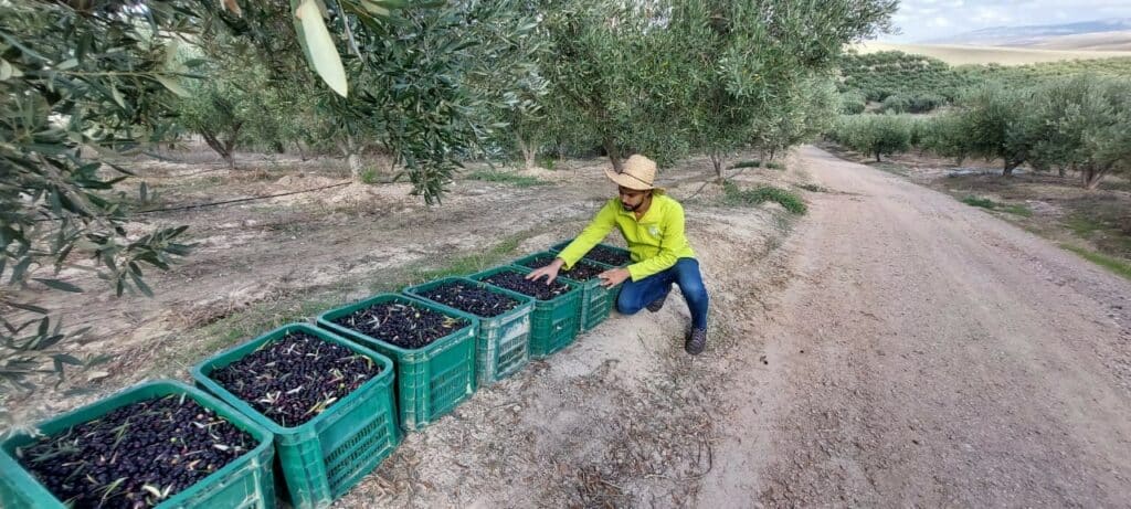 Oléiculture. Bilan de la campagne et du programme Al Moutmir