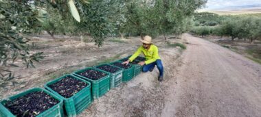Oléiculture. Bilan de la campagne et du programme Al Moutmir