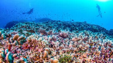 Découverte du plus grand corail au monde dans les îles Salomon