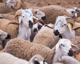 Démarrage imminent du recensement du cheptel national