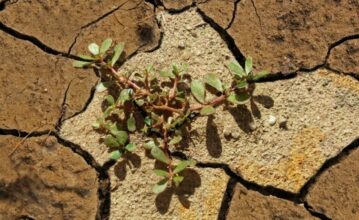 Plus de 500.000 hectares affectés par la salinité des sols, un frein à la productivité agricole
