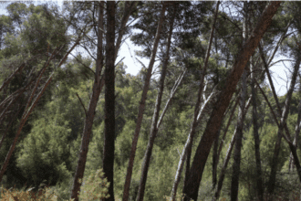 Reboisement : 25% de l’objectif 2030 atteint