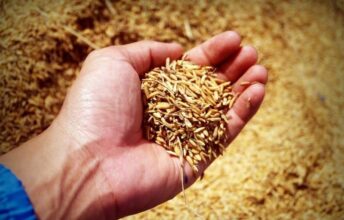 Chute vertigineuse de la production de riz au Maroc