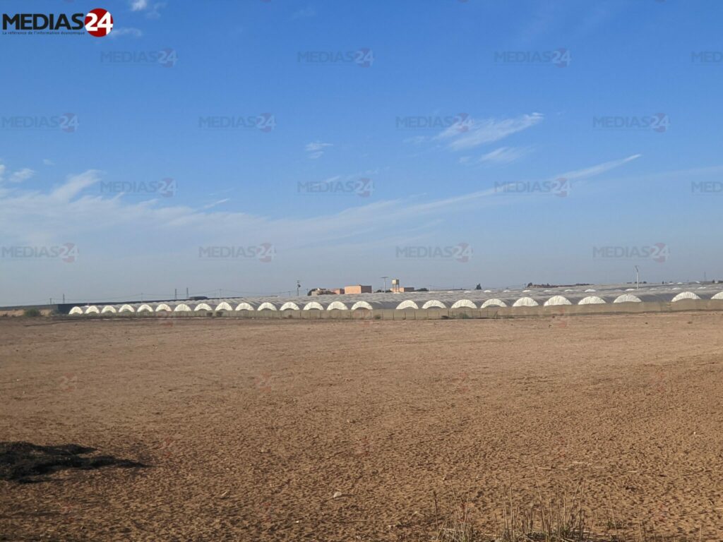 REPORTAGE. Dans le Souss, la reconversion des agriculteurs aux fruits rouges, ultime parade à leur perte de compétitivité
