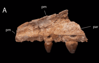 Une nouvelle espèce de mosasaure durophage découverte au Maroc