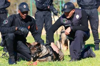 Pleins feux sur la police cynotechnique dans le dernier numéro de la Revue de Police
