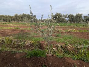 Après les dernières pluies, des périmètres agricoles s'en sortent mieux que d'autres (Images satellite)