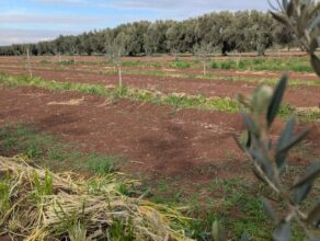 Reportage. À Afourer, les agriculteurs accusent le coup, mais ne baissent pas les bras
