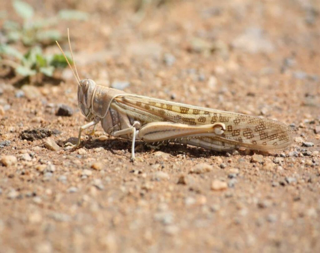 image d'un criquet pèlerin. Les populations de criquets pèlerins au sud-est continuent de se développer en raison des précipitations EXCEPTIONNELLES.