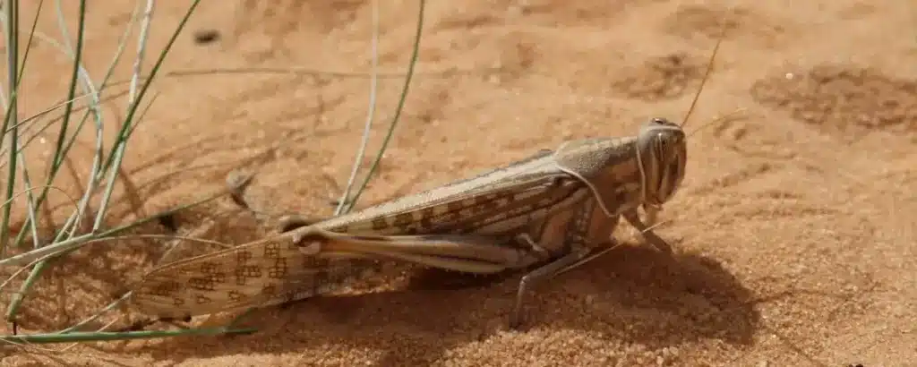 Criquets pèlerins : pas de risque imminent d’invasion au Maroc (Avis d’expert)