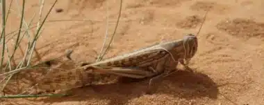 Criquets pèlerins : les raisons de l’évolution acridienne au Sahara marocain