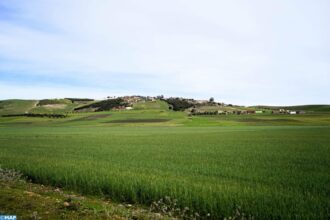 Campagne céréalière 2024-2025 : des pluies bénéfiques, mais des résultats encore limités (rapport US)