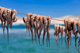 Pêche au poulpe : chiffre d'affaires en hausse de 10,7% à la fin de la saison hivernale 2025