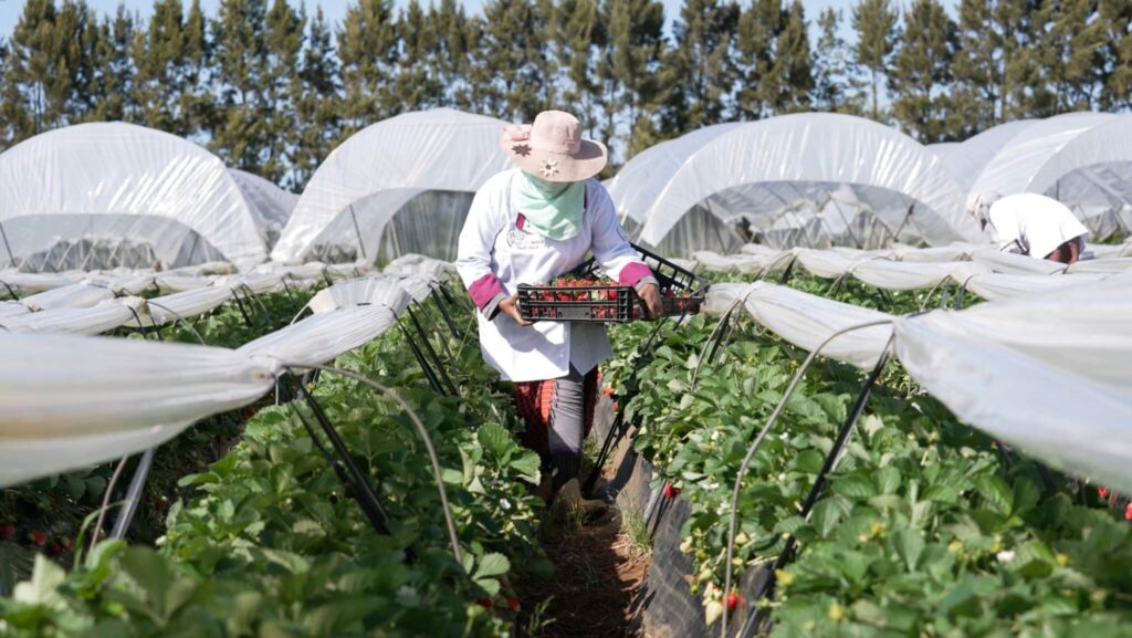 Fondation OCP : 89.000 bénéficiaires dans 13 pays et 221 projets portés en 2024