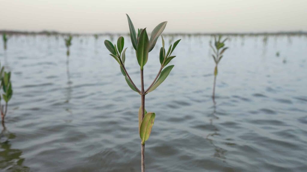 Fondation OCP : 89.000 bénéficiaires dans 13 pays et 221 projets portés en 2024