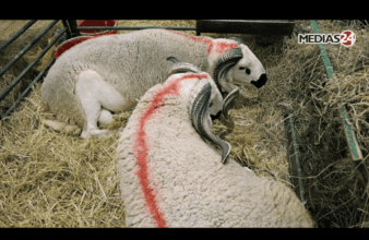 Conversation autour des défis de l’élevage ovin avec Farid Maarouf &ldquo;Lmzabi&rdquo;